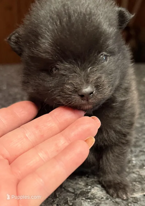 Congrats Terri❤️ – Pomeranian puppy for sale in Pace, FL