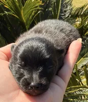 AKC 2, a male Pomeranian for sale in Pace, FL – Photo 6 of 10