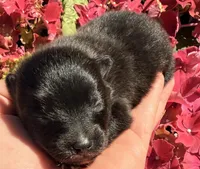 AKC 2, a male Pomeranian for sale in Pace, FL – Photo 5 of 10