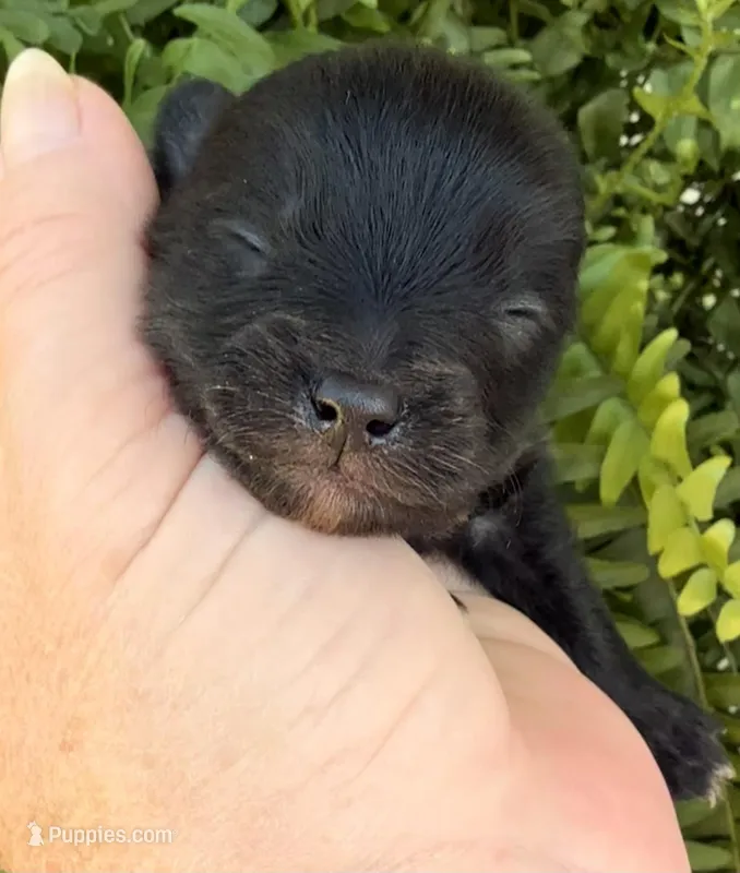 AKC 2 – Pomeranian puppy for sale in Pace, FL