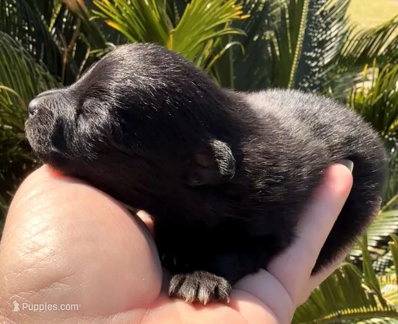 AKC 2 – Pomeranian puppy for sale in Pace, FL