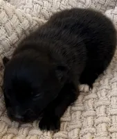 AKC 2, a male Pomeranian for sale in Pace, FL – Photo 2 of 10