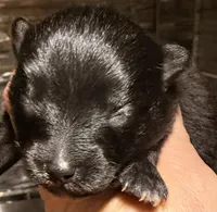 AKC 2, a male Pomeranian for sale in Pace, FL – Photo 9 of 10