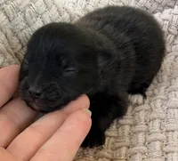 AKC 2, a male Pomeranian for sale in Pace, FL – Photo 7 of 10