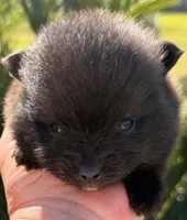 Congrats Terri❤️, a male Pomeranian for sale in Pace, FL – Photo 2 of 10