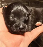 AKC 2, a male Pomeranian for sale in Pace, FL – Photo 8 of 10