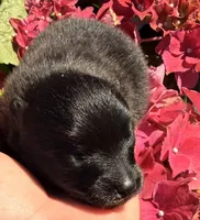 AKC 2, a male Pomeranian for sale in Pace, FL – Photo 3 of 10