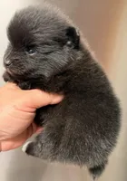 Congrats Terri❤️, a male Pomeranian for sale in Pace, FL – Photo 4 of 10