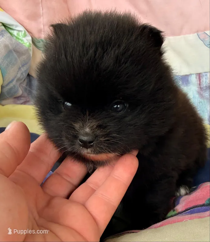 Akc 7 female – Pomeranian puppy for sale in Pace, FL