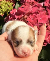 AKC 4, a male Pomeranian for sale in Pace, FL – Photo 10 of 10