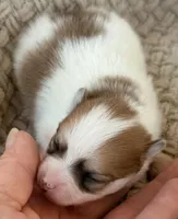 AKC 4, a male Pomeranian for sale in Pace, FL – Photo 3 of 10