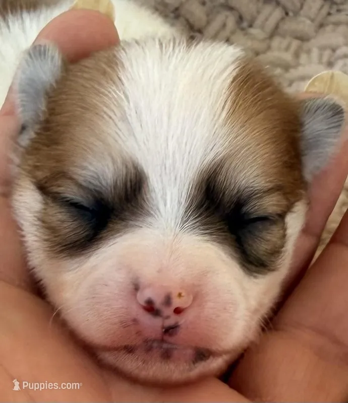 AKC 4 – Pomeranian puppy for sale in Pace, FL