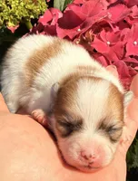 AKC 4, a male Pomeranian for sale in Pace, FL – Photo 5 of 10