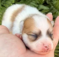 AKC 4, a male Pomeranian for sale in Pace, FL – Photo 7 of 10