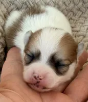 AKC 4, a male Pomeranian for sale in Pace, FL – Photo 2 of 10