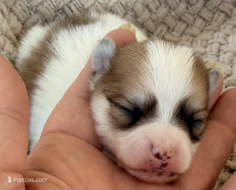 AKC 4 – Pomeranian puppy for sale in Pace, FL