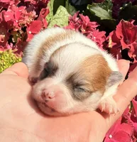 AKC 4, a male Pomeranian for sale in Pace, FL – Photo 6 of 10