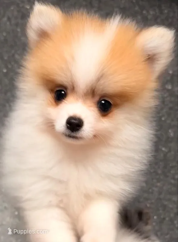 Congrats Scott and Melissa🥰 – Pomeranian puppy on hold in Pace, FL