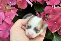 AKC 4, a male Pomeranian for sale in Pace, FL – Photo 9 of 10