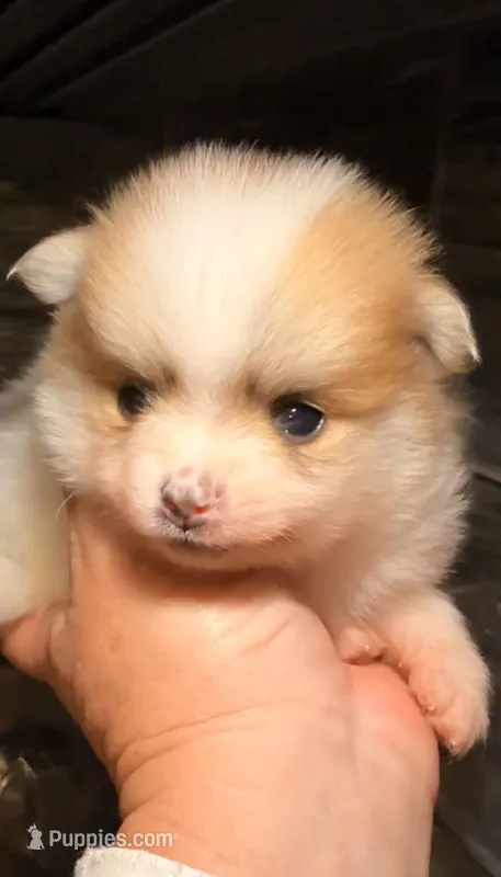 AKC 4 – Pomeranian puppy for sale in Pace, FL