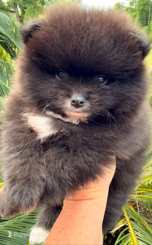 AKC 6 – Pomeranian puppy for sale in Pace, FL