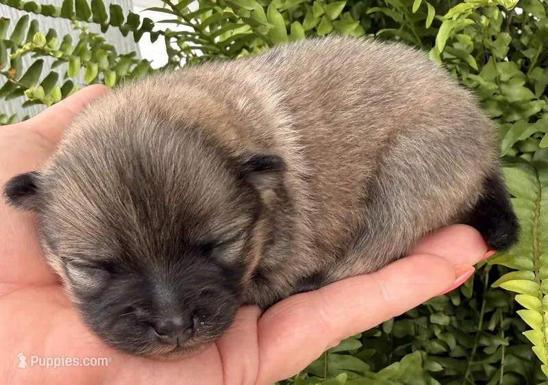 AKC 8 – Pomeranian puppy for sale in Pace, FL