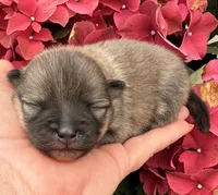 AKC 8, a female Pomeranian for sale in Pace, FL – Photo 6 of 10