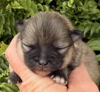 AKC 8, a female Pomeranian for sale in Pace, FL – Photo 2 of 10