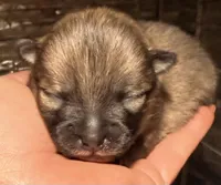 AKC 8, a female Pomeranian for sale in Pace, FL – Photo 1 of 10