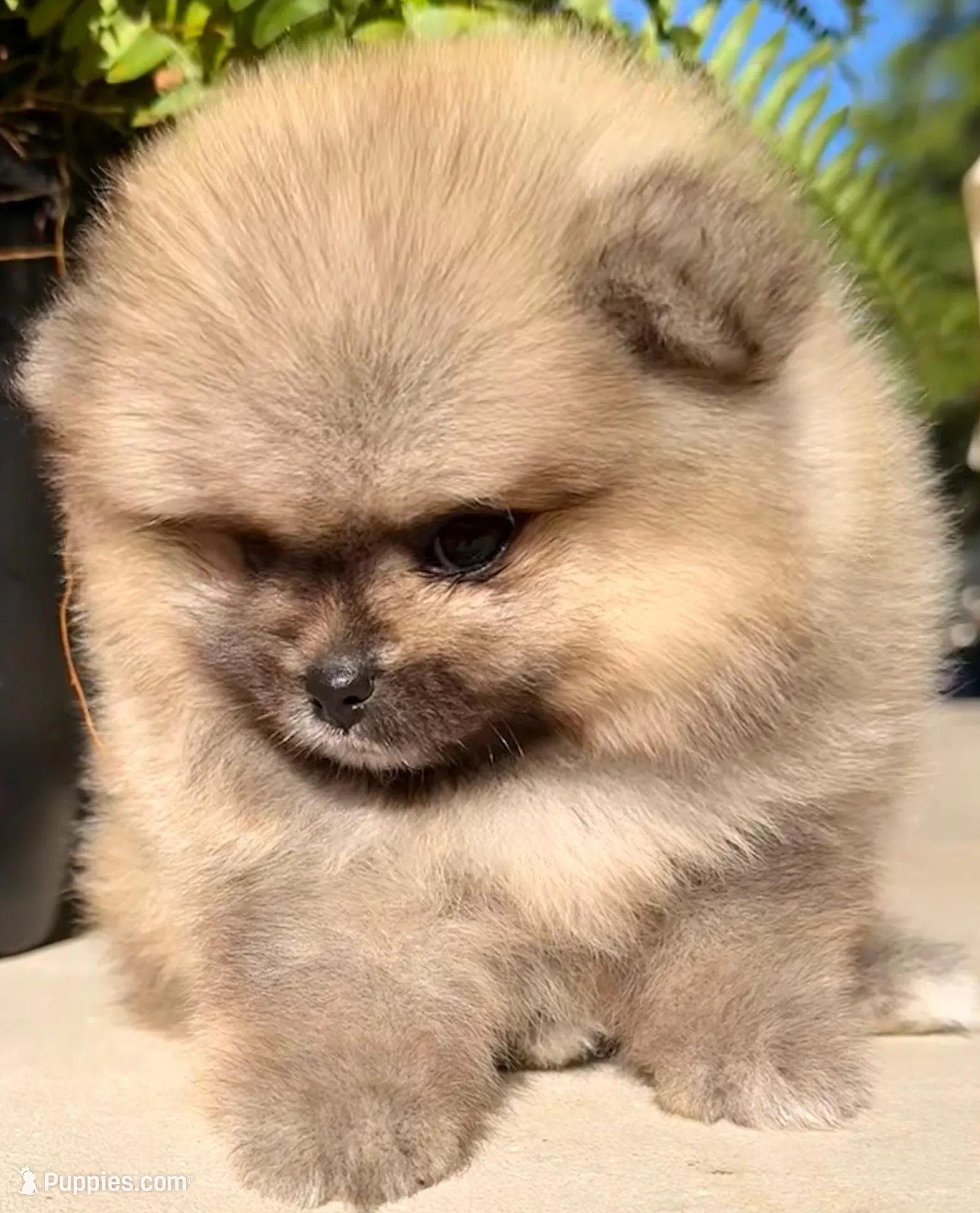 AKC 8, a female Pomeranian for sale in Pace, FL – 2 of 10
