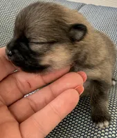 AKC 8, a female Pomeranian for sale in Pace, FL – Photo 4 of 10