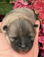 AKC 8, a female Pomeranian for sale in Pace, FL – Photo 5 of 10