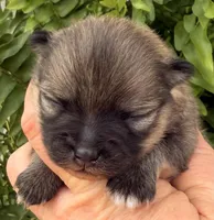 AKC 8, a female Pomeranian for sale in Pace, FL – Photo 3 of 10