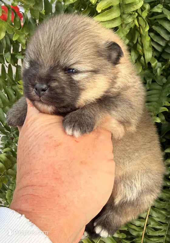AKC 8 – Pomeranian puppy for sale in Pace, FL