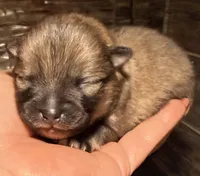 AKC 8, a female Pomeranian for sale in Pace, FL – Photo 7 of 10