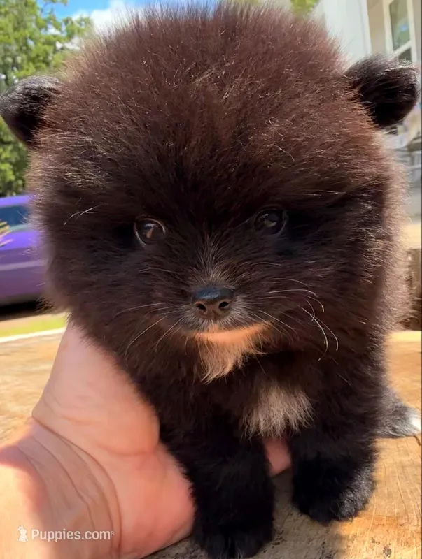 Akc 7 female – Pomeranian puppy for sale in Pace, FL