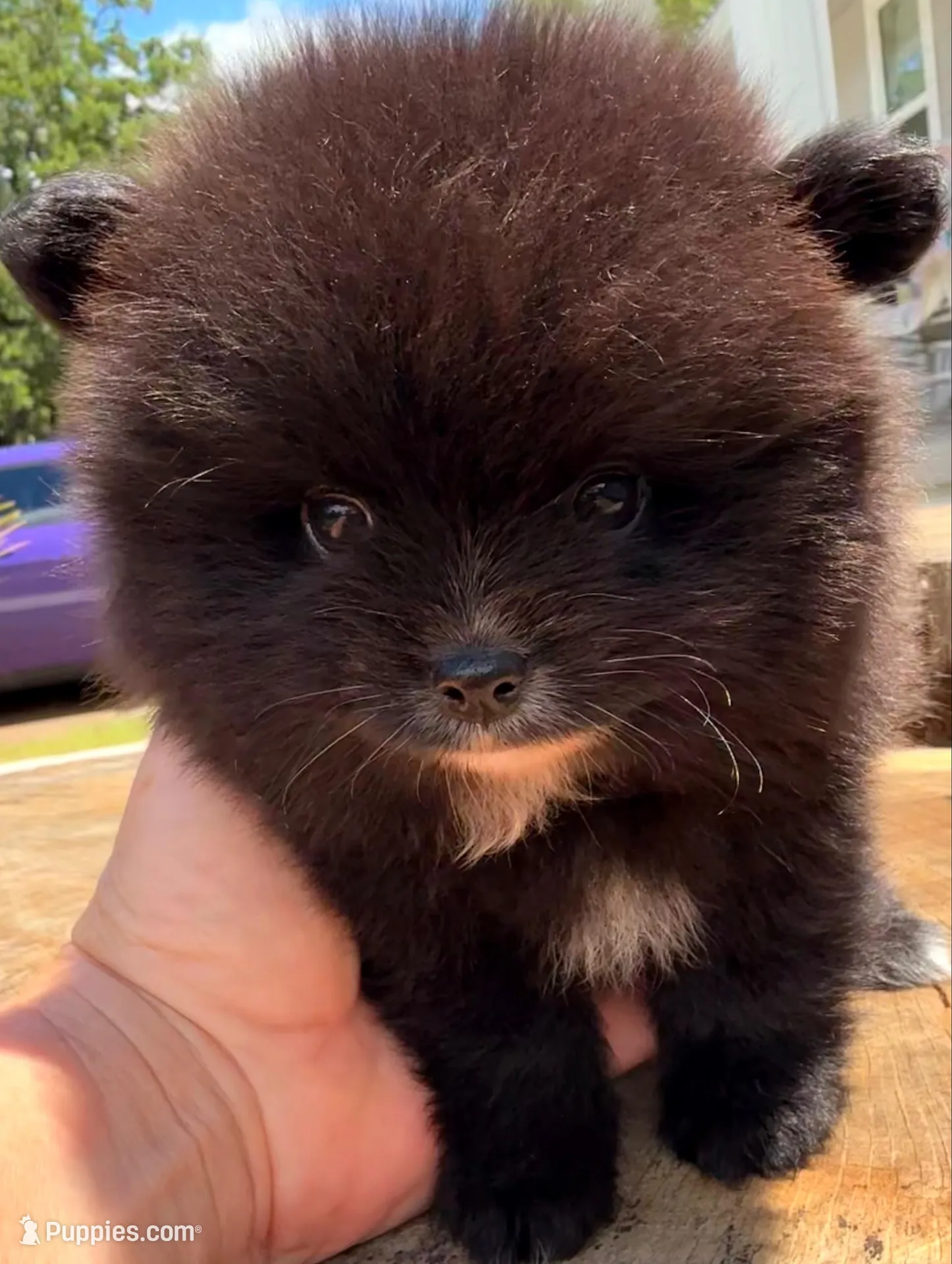 Akc 7 female, a female Pomeranian for sale in Pace, FL – 1 of 10