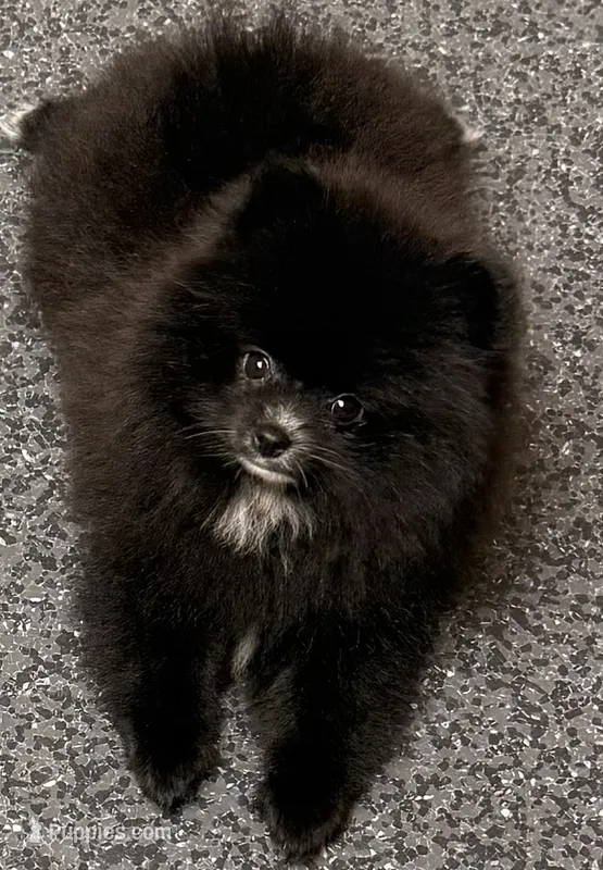 Akc Onyx 🩷 – Pomeranian puppy for sale in Pace, FL