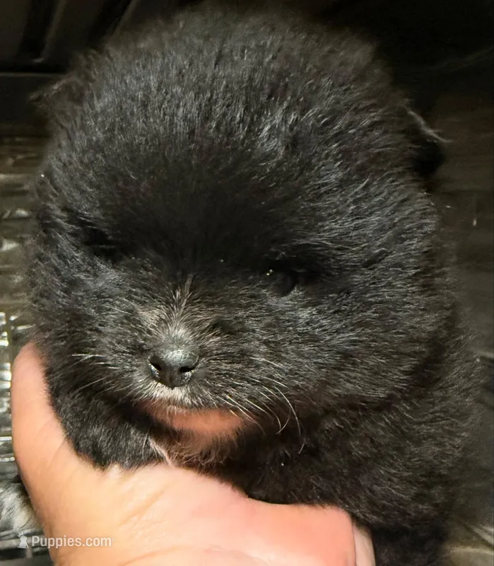 Akc 7 female – Pomeranian puppy for sale in Pace, FL