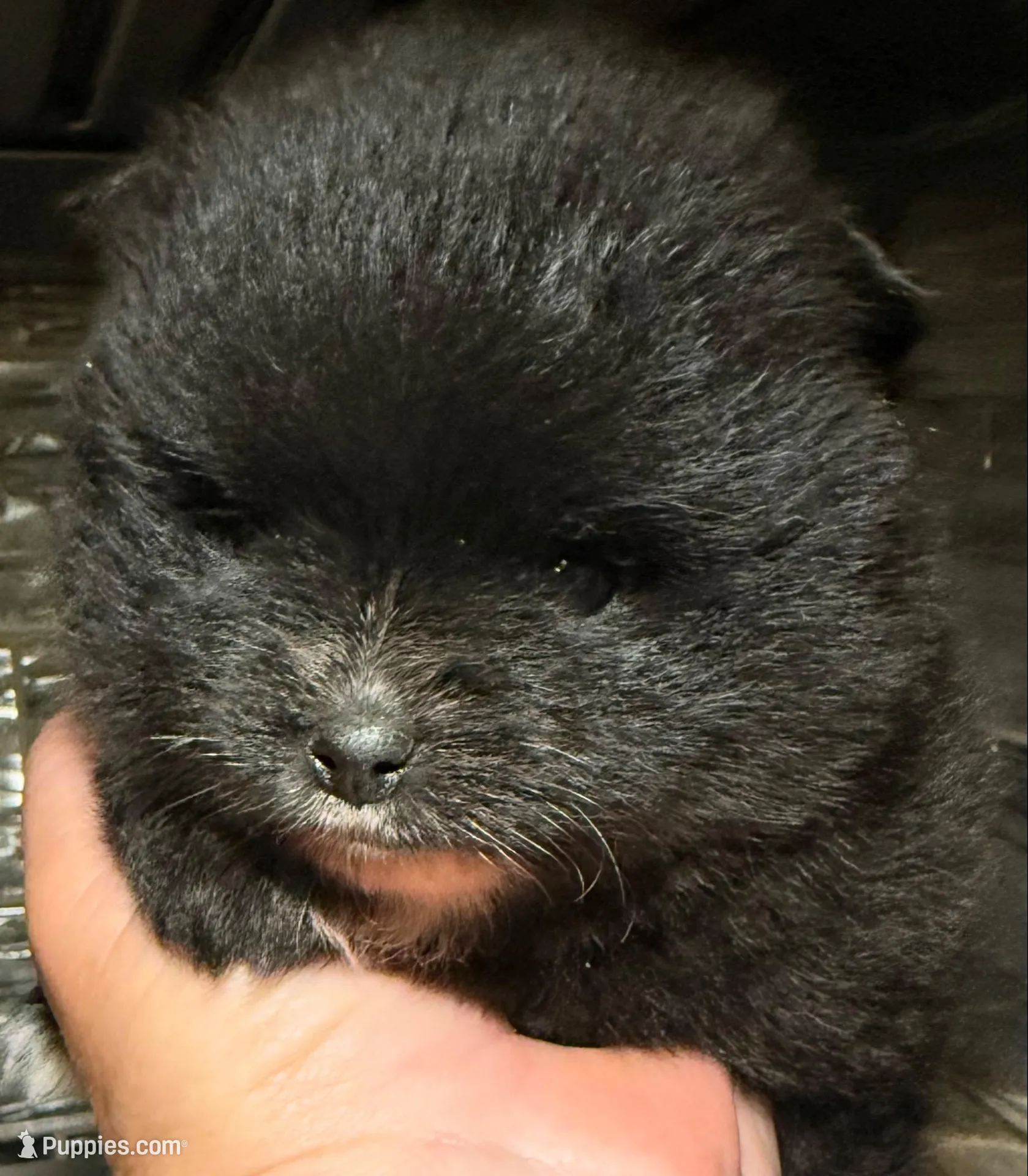 Akc 7 female, a female Pomeranian for sale in Pace, FL – 8 of 10