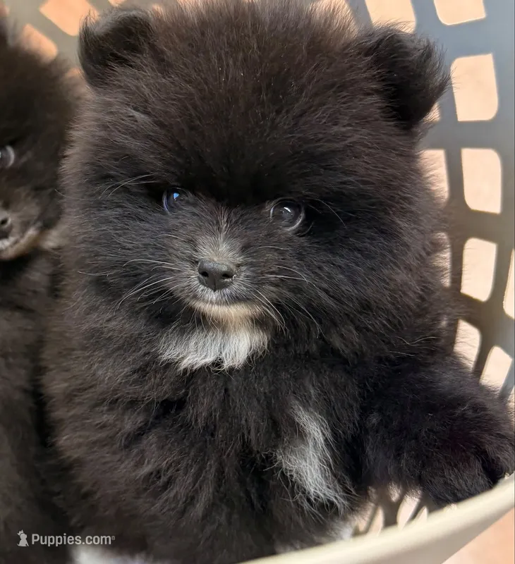 Akc Onyx 🩷 – Pomeranian puppy for sale in Pace, FL