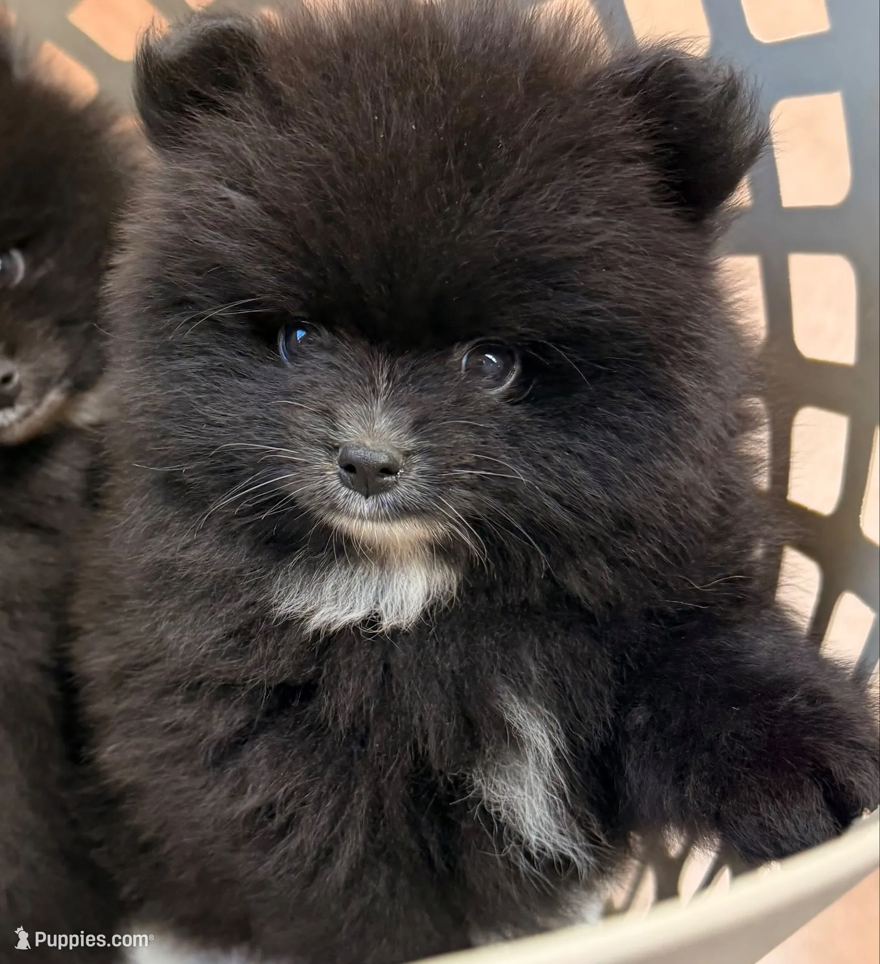 Akc Onyx 🩷, a female Pomeranian for sale in Pace, FL – 1 of 10