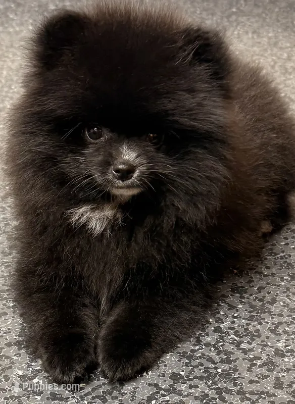 Akc Onyx 🩷 – Pomeranian puppy for sale in Pace, FL