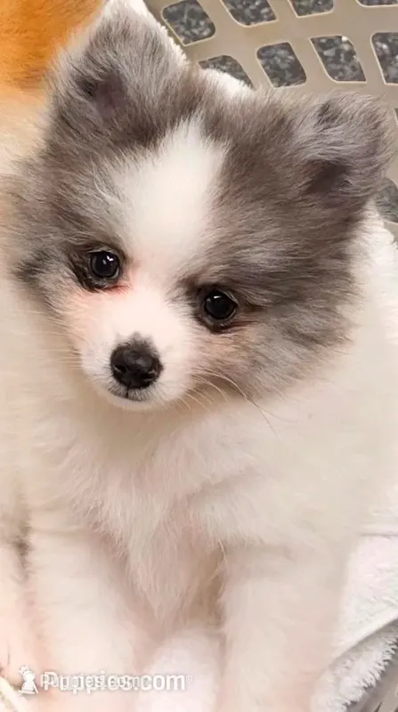 AKC 5 – Pomeranian puppy for sale in Pace, FL