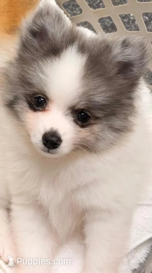 AKC 5, a male Pomeranian for sale in Pace, FL – 2 of 10