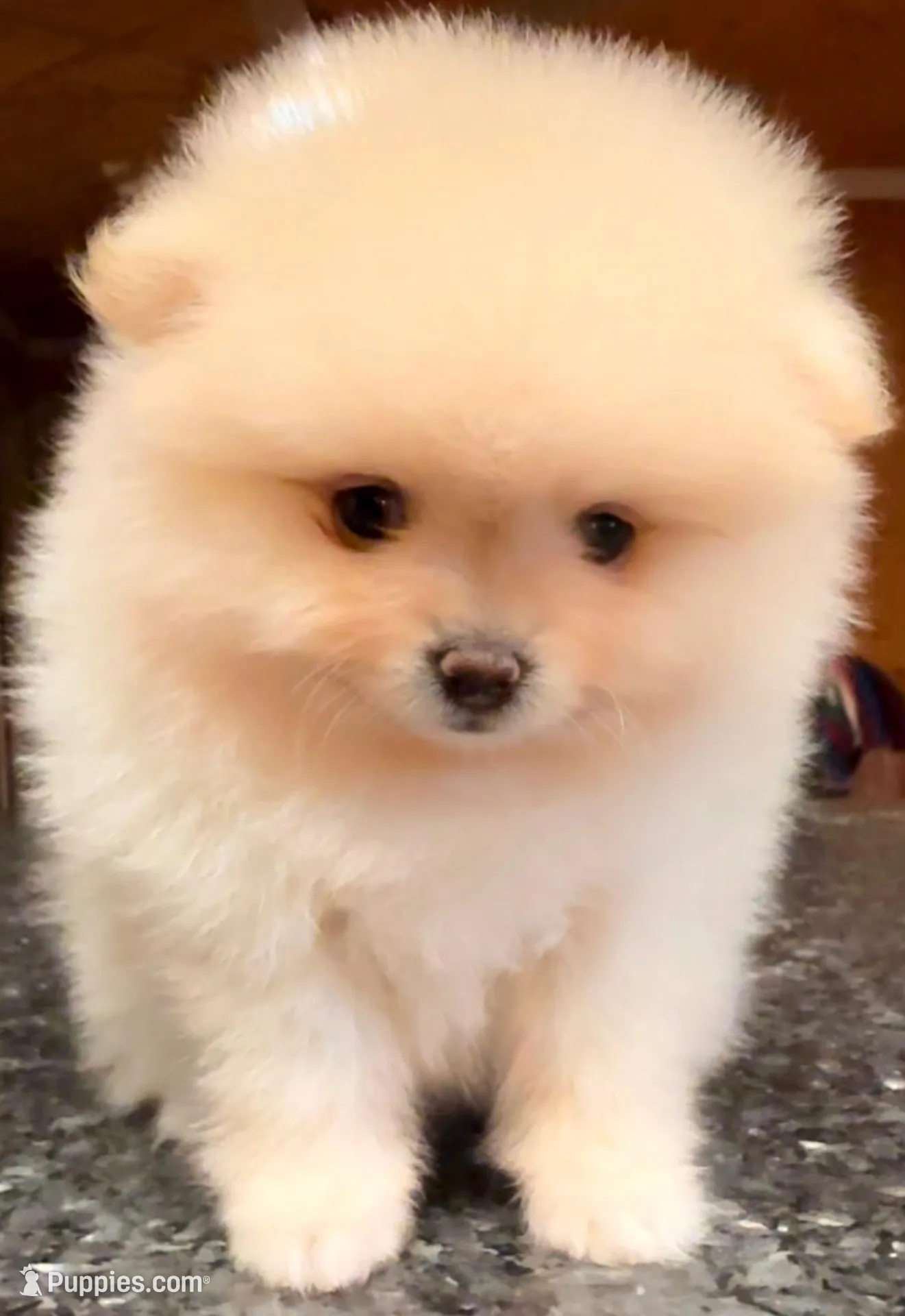 AKC 9, a female Pomeranian for sale in Pace, FL – 3 of 10