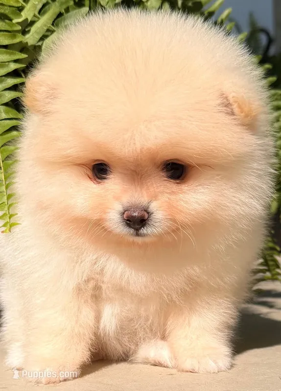 AKC 9 – Pomeranian puppy for sale in Pace, FL