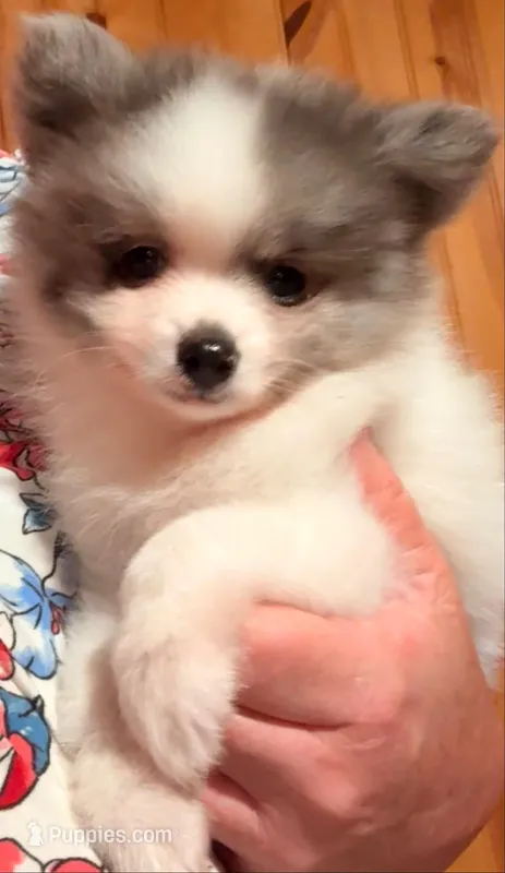 AKC 5 – Pomeranian puppy for sale in Pace, FL
