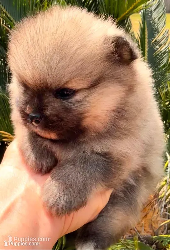 AKC 8 – Pomeranian puppy for sale in Pace, FL