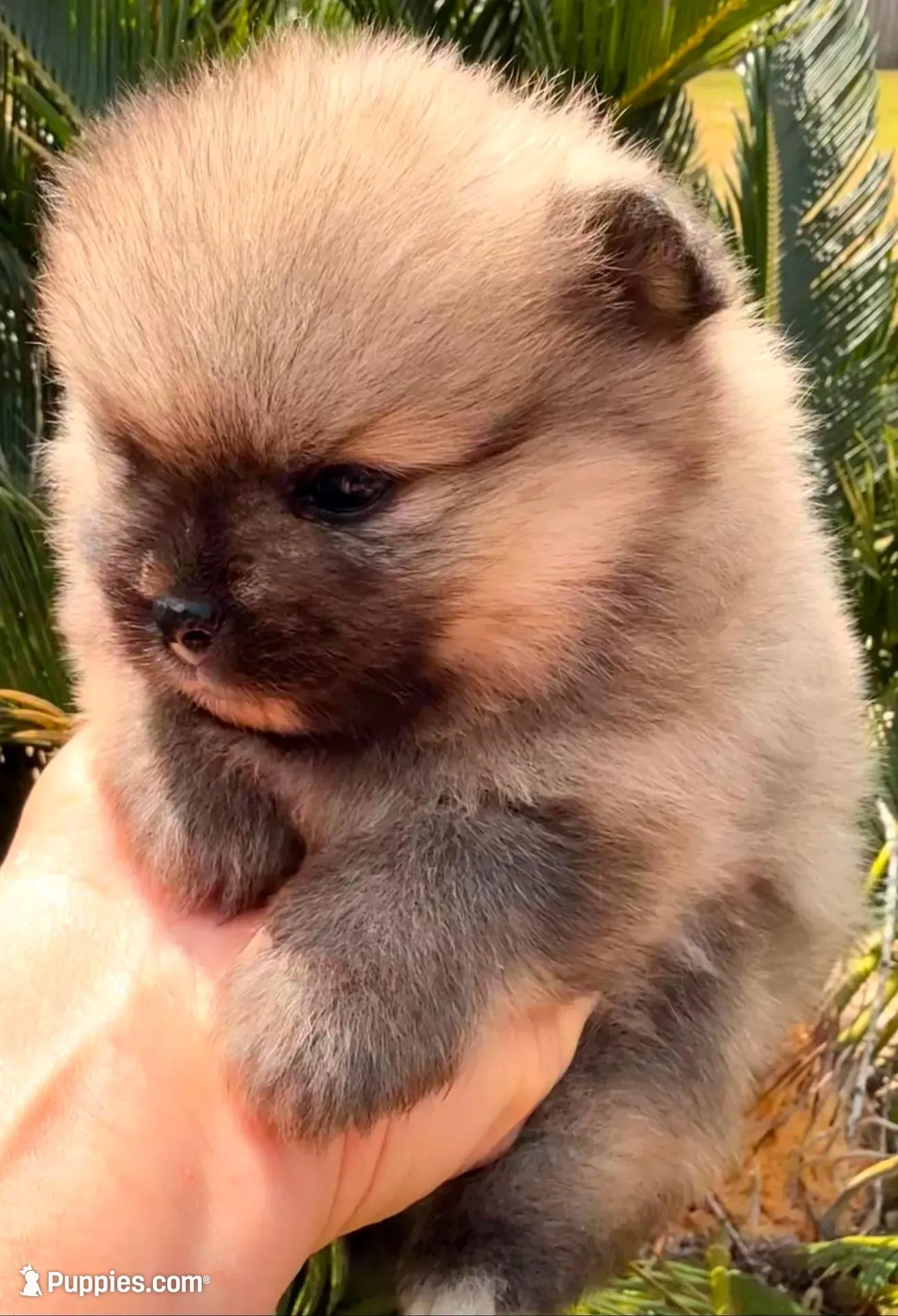 AKC 8, a female Pomeranian for sale in Pace, FL – 6 of 10
